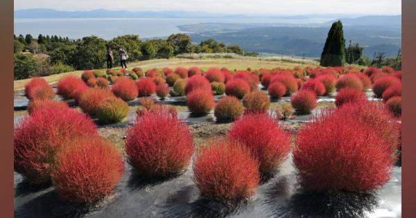 まんまるモフモフの紅葉が見頃　琵琶湖望む山肌にコキア4000本　滋賀・高島