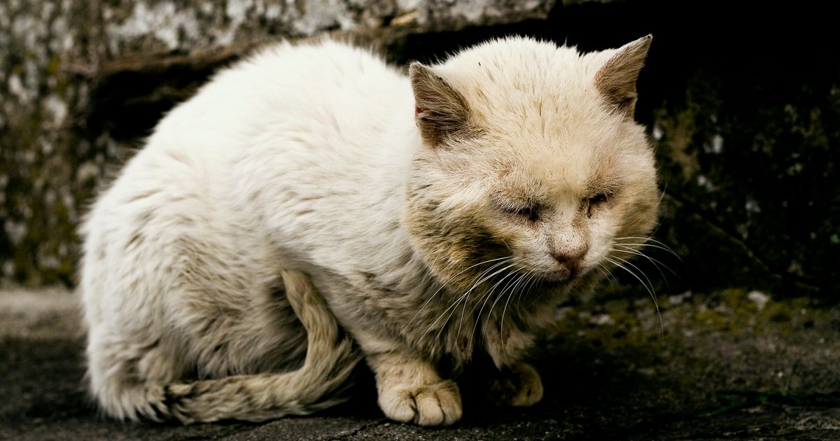 母猫に熱湯かけ殺す...「動物虐待を禁止する法律を」中国で怒り広がり、コメント13万件超える
