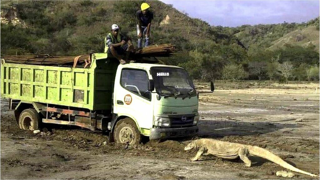 コモドドラゴンがトラックに対峙する写真が拡散　インドネシアの開発に懸念