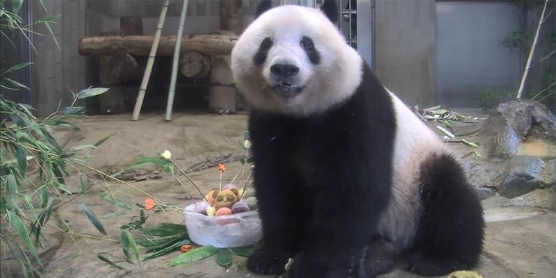 【独自】上野動物園シャンシャン　中国返還期限延長へ