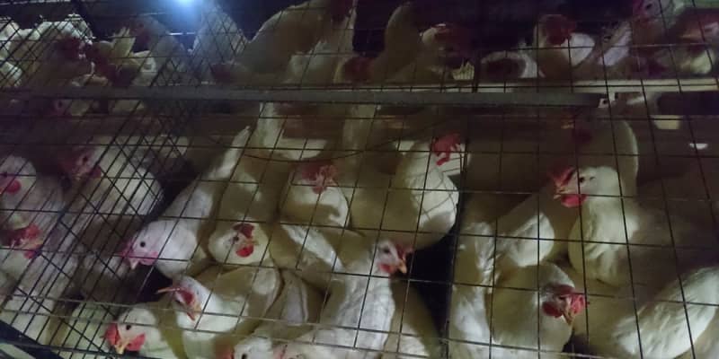 ニワトリの閉じ込め飼育続ける日本　採卵農場で女性従業員が見た“残酷”
