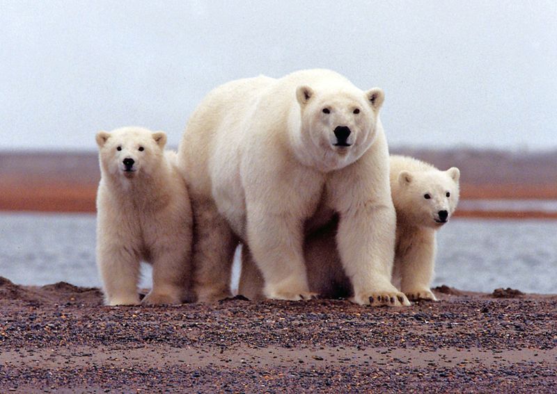 北極圏保護区の掘削、環境団体が差し止め求め提訴