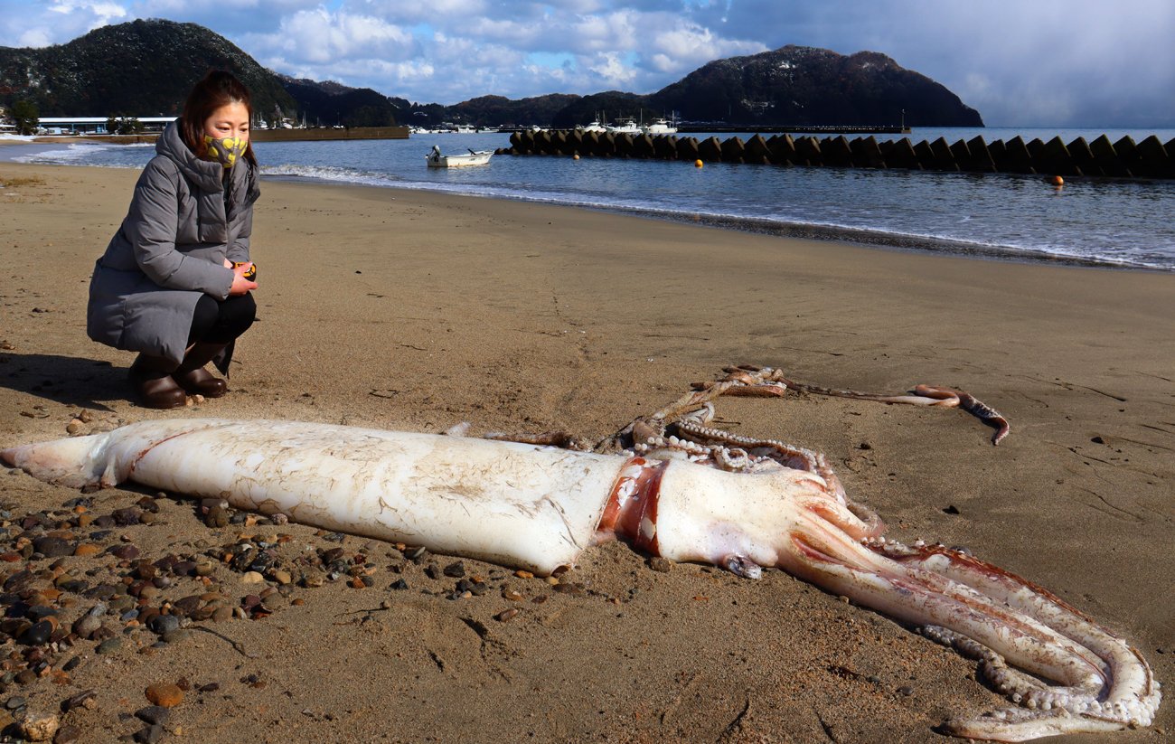 こんなに大きいの初めて 京都の海岸にダイオウイカ漂着