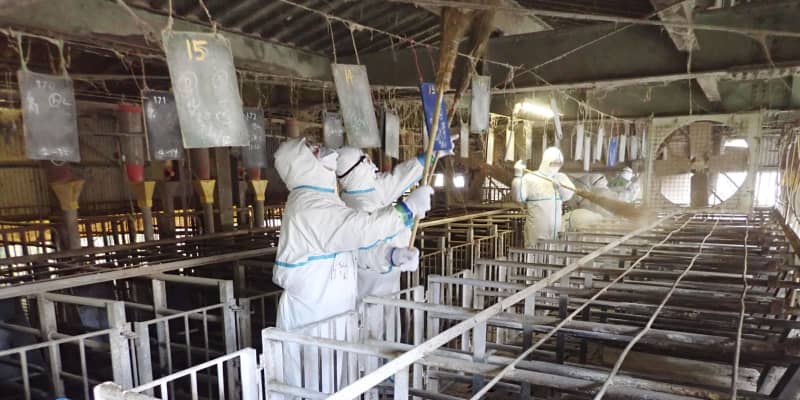 豚熱感染で7千頭の殺処分を完了　三重県伊賀市