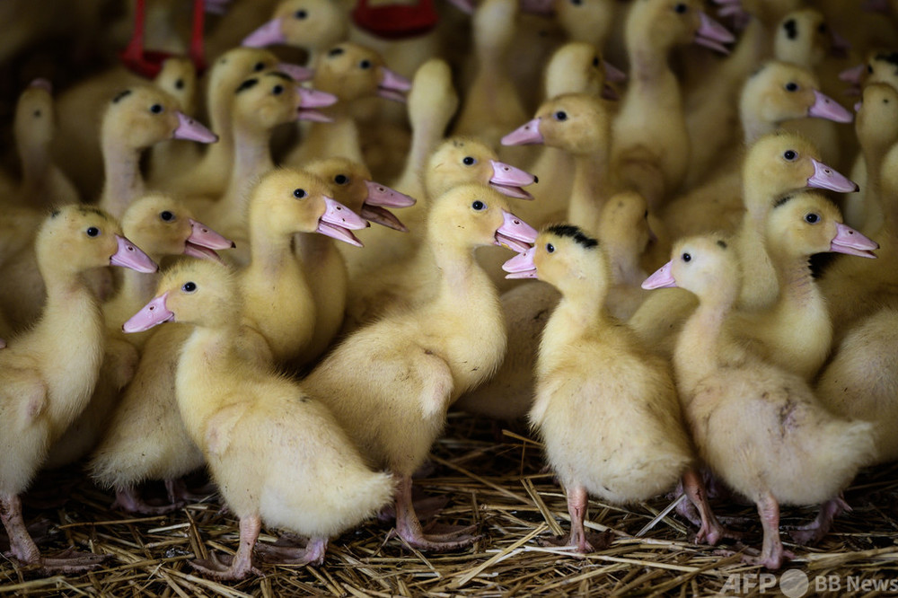 仏フォアグラ産地で鳥インフル拡大 「制御不能」と生産者ら