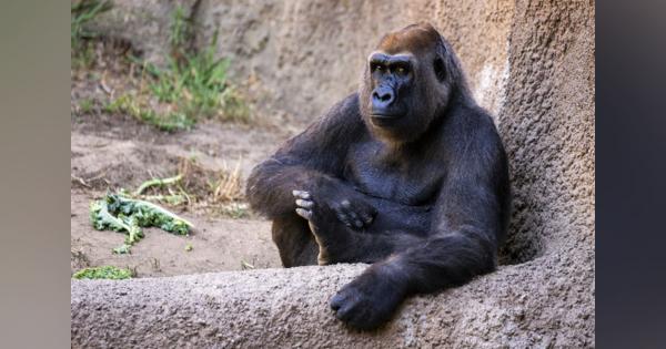ゴリラがコロナ感染　類人猿で初―米カリフォルニア：時事ドットコム