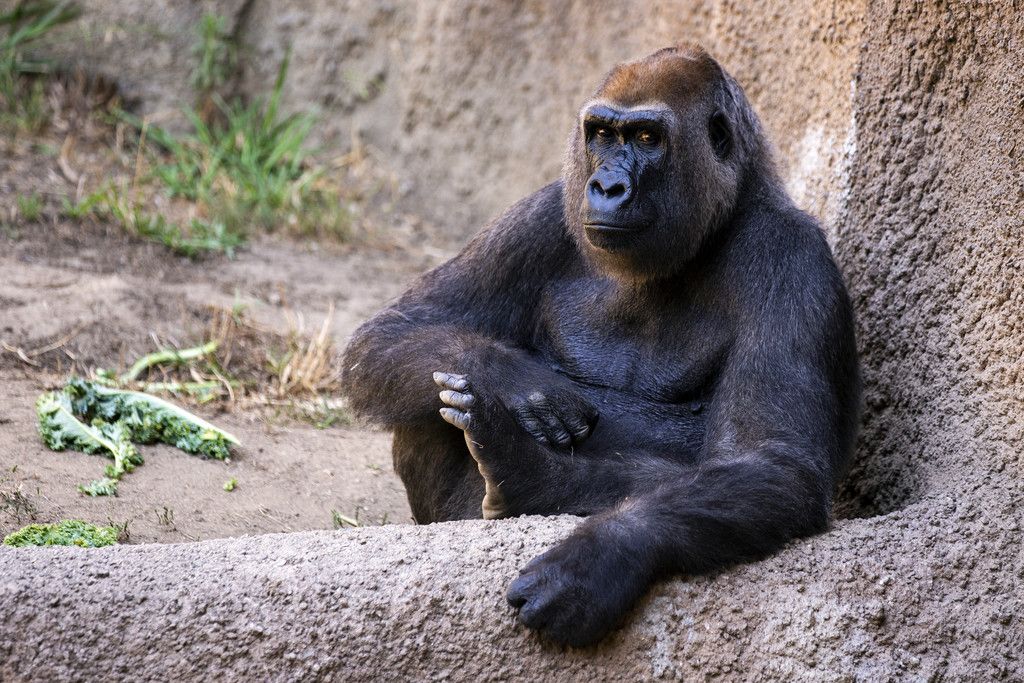 ゴリラがコロナ感染　類人猿で初―米カリフォルニア：時事ドットコム