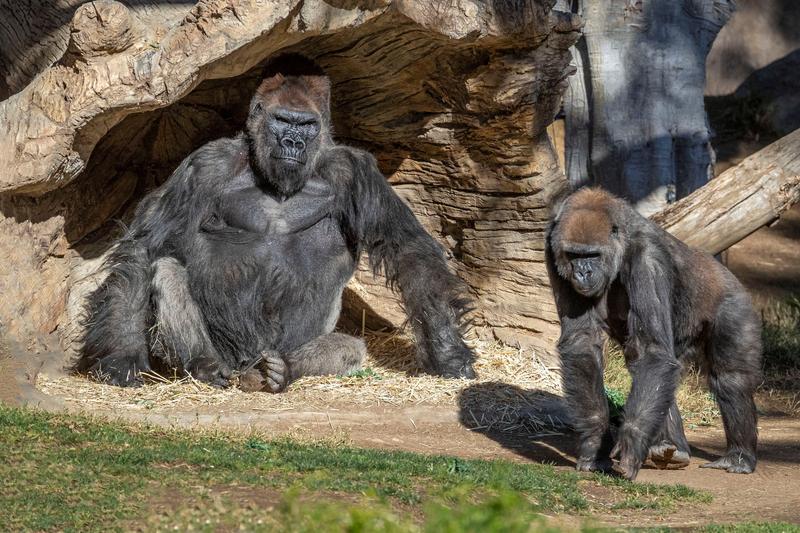 動物園のゴリラがコロナ感染　類人猿で初　米カリフォルニア州