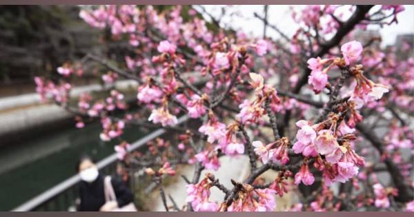 早咲き河津桜、静かな開花　東京・江東、川沿いに
