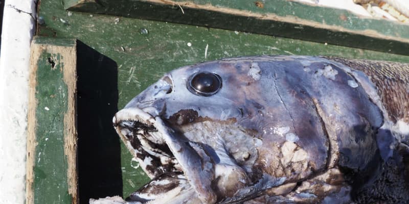 140cm新種の巨大深海魚発見　静岡沖、「ヨコヅナイワシ」