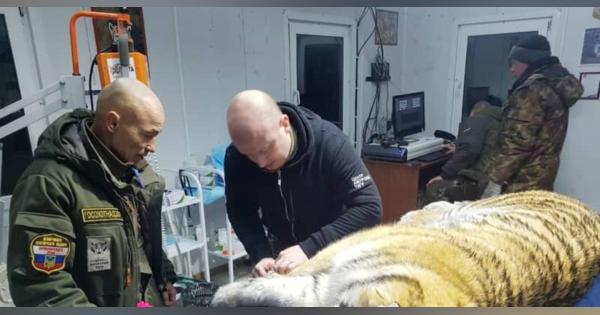 ごみ捨て場のトラ野生へ　ロ極東の村で犬襲い保護