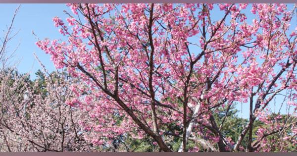伊豆の土肥桜、見頃迎える　早咲き、祭り開催
