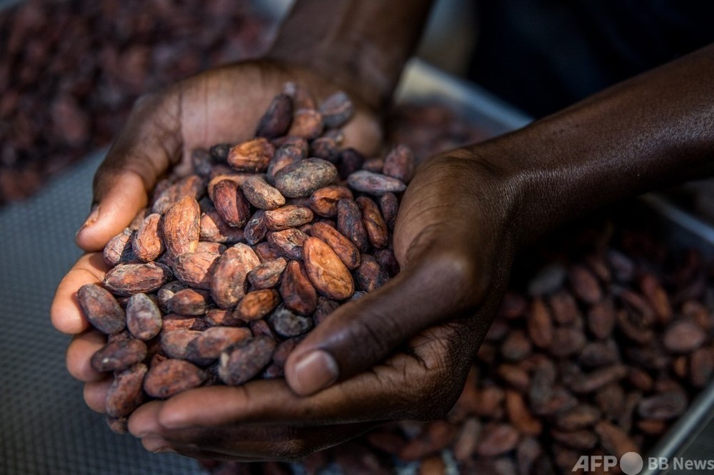 ハイチ産チョコ、世界に届け！ じわり熱いカカオ産業
