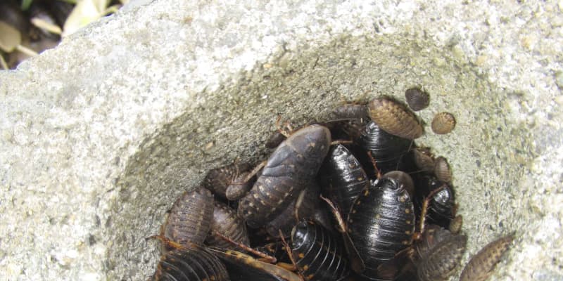 南米ゴキブリを野外で確認、千葉 繁殖容易、害虫となる恐れ
