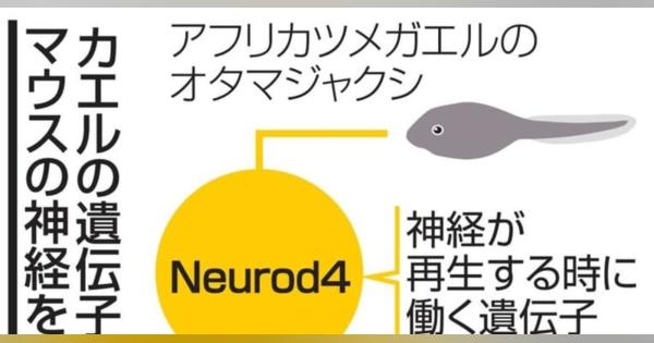 カエルの遺伝子で神経再生　脊髄損傷の機能改善、名古屋大