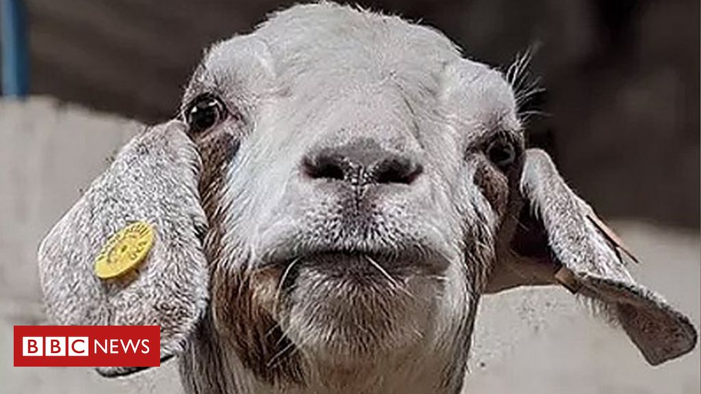 Covid: 'Insane' success of goat Zooms nets Rossendale farm £50k