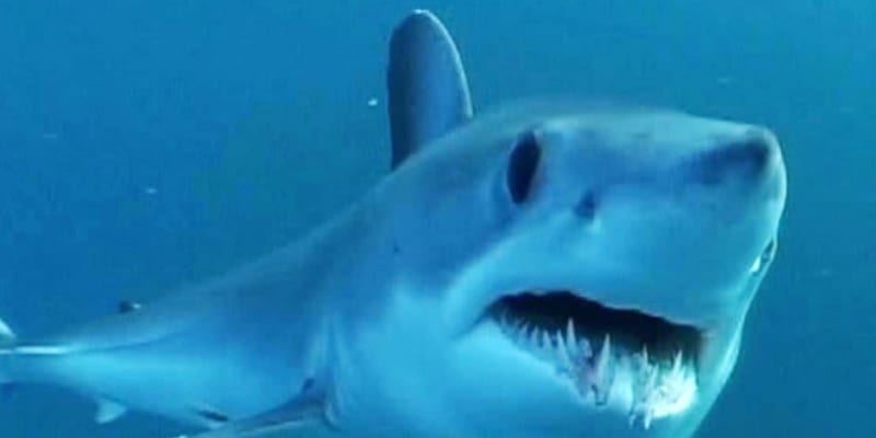 サメとエイ、世界の海で70％減　半世紀で、フカヒレ用の乱獲指摘