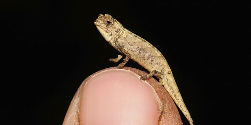 体長2センチの新種カメレオン　マダガスカルで発見、最小記録か