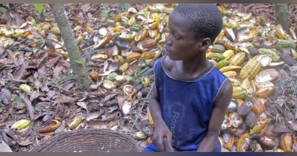 チョコ製造の企業「対策不十分」　カカオ栽培は児童労働の温床
