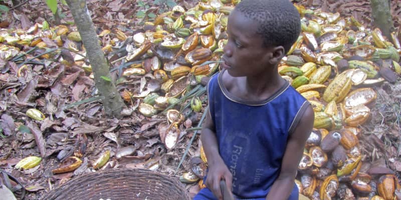 チョコ製造の企業「対策不十分」　カカオ栽培は児童労働の温床