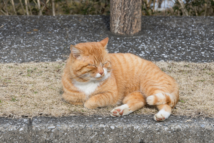 日本は 野良猫に冷たい国 なのかかわいい猫が直面する 過酷すぎる現実