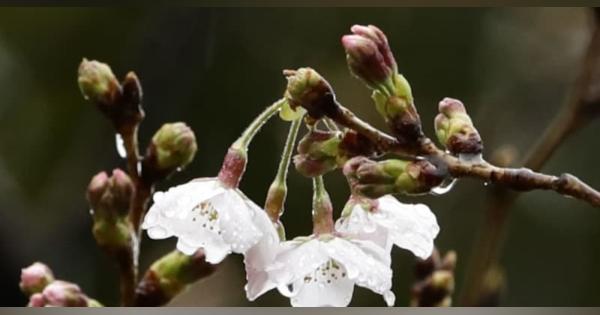 桜開花、3月19日に東京から　平年より早めか、気象会社予想