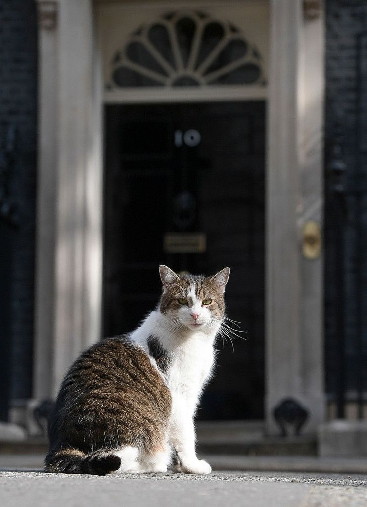 英官邸猫が在職１０周年　「メディアのスーパースター」：時事ドットコム