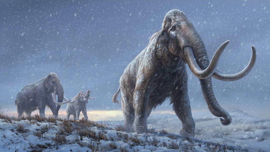 最古のマンモスＤＮＡ解読　１００万年以上前、シベリア凍土の歯―国際チーム