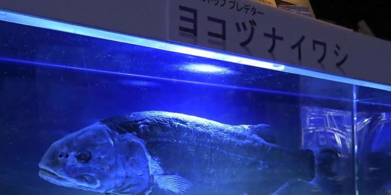 1m超の「横綱級」イワシ公開　新種深海魚、静岡