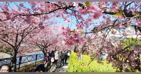 静岡・河津桜、発祥の地で満開　まつり中止でもにぎわう