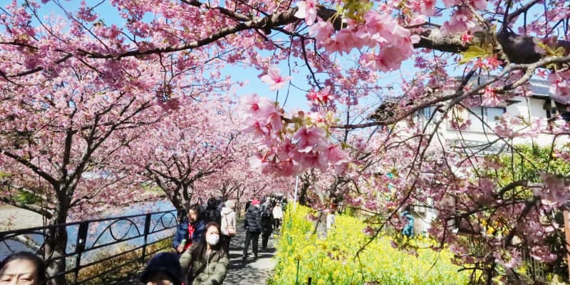静岡・河津桜、発祥の地で満開　まつり中止でもにぎわう