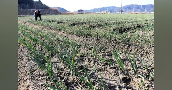 地域発展さらに　日本農業遺産に南あわじの農法認定