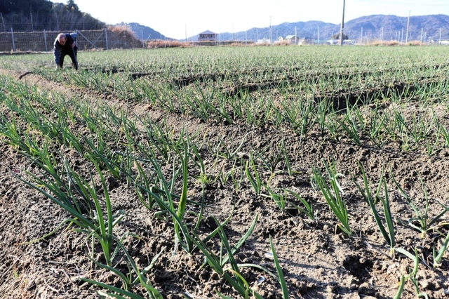 地域発展さらに　日本農業遺産に南あわじの農法認定