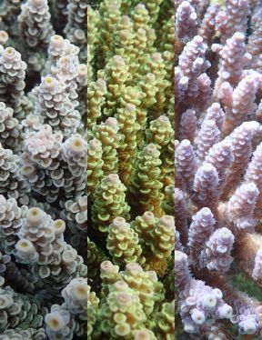 サンゴ、色によって高温耐性に差　「ウスエダミドリイシ」黄緑は白化せず　OIST研究チームが発表
