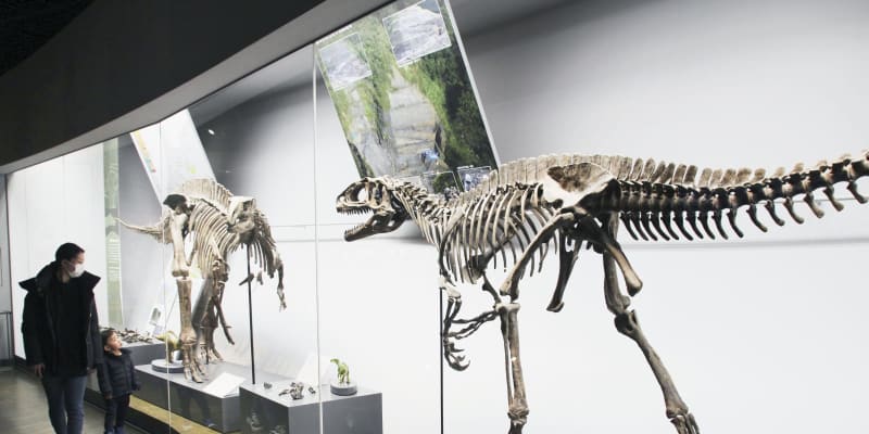 福井恐竜博物館、化石が500点　改装で展示を刷新、「集大成」