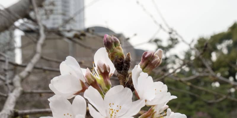 広島で全国で最も早い桜開花　春の訪れ、歴代2番目の記録