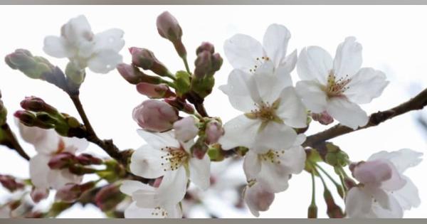 京都で桜開花、近畿一番乗り　53年以降最も早く