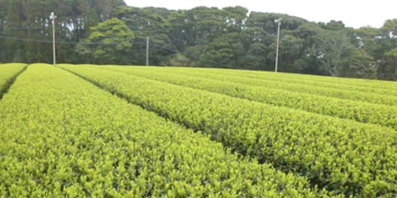 鹿児島、茶の産出額で初の1位に　静岡抜く、知名度向上に期待