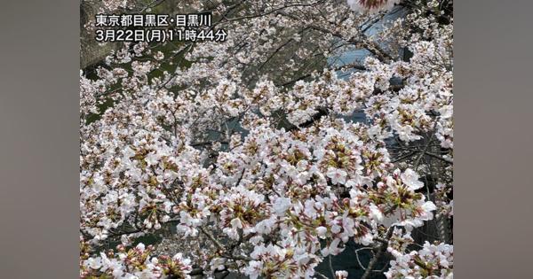 東京の桜が満開に　今週後半は桜に試練の雨予報