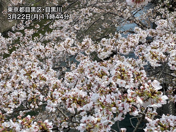 東京の桜が満開に　今週後半は桜に試練の雨予報