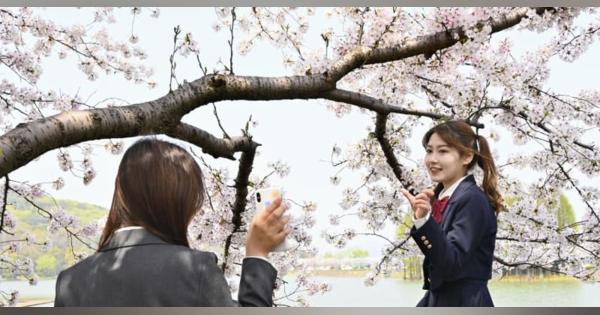 中国江蘇省で花見ウイーク　日中友好の桜にくぎ付け