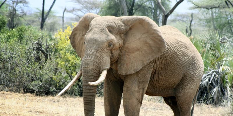 アフリカゾウ、絶滅の危険度上昇　IUCN、2種に分けて評価