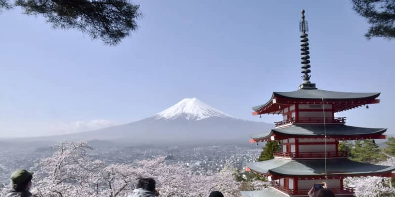 富士山と桜の絶景、見頃　山梨・新倉山浅間公園