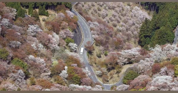 吉野の桜「一目千本」が見頃　マスク花見、感染対策徹底