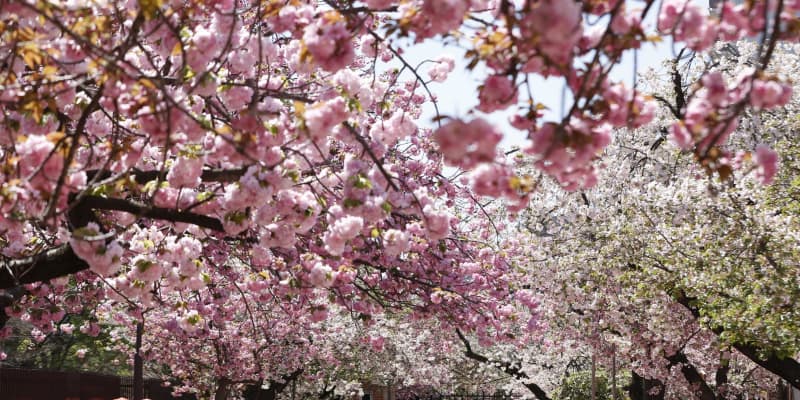 造幣局で無人の「桜の通り抜け」　大阪の風物詩、今年も中止