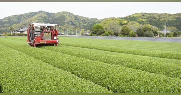 産出首位の鹿児島で茶収穫　「品質良好」無人機も活躍