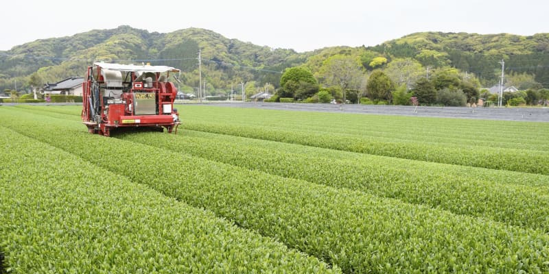 産出首位の鹿児島で茶収穫　「品質良好」無人機も活躍