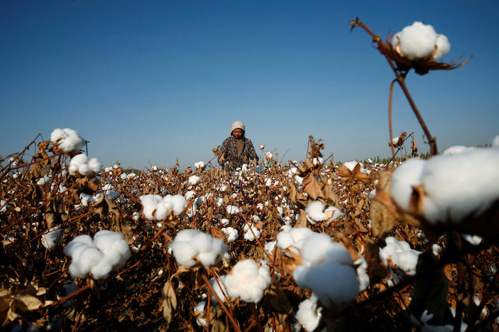 新疆の綿花畑では本当に「強制労働」が行われているのか？