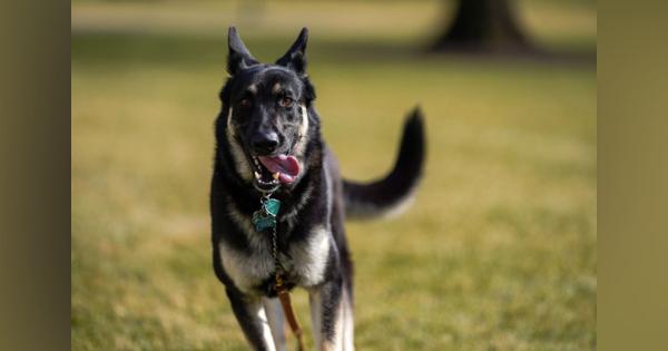 バイデン氏愛犬、かみつく　ホワイトハウスを退去―米ＣＮＮ：時事ドットコム