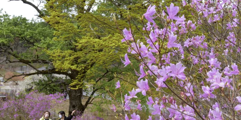 ミツバツツジ3万本が見頃、鳥取　滝山公園、例年より1週間早く